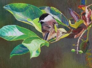 27084(2) chickadee on mayday branch 9 x 12