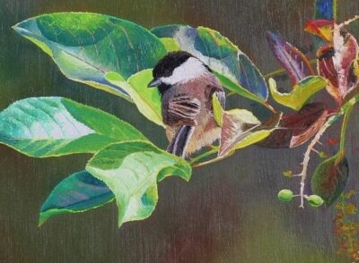 27084(2) chickadee on mayday branch 9 x 12