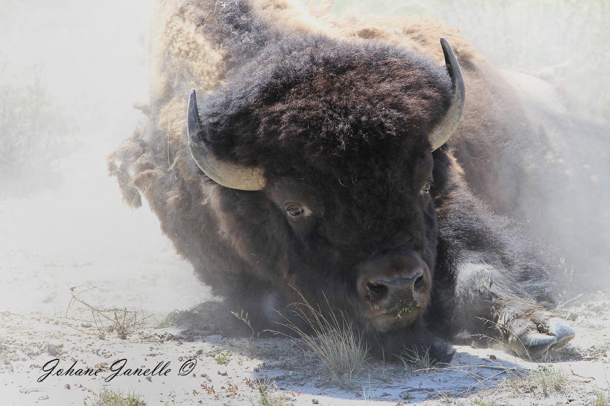 A Dust Bath - Johanne Janelle