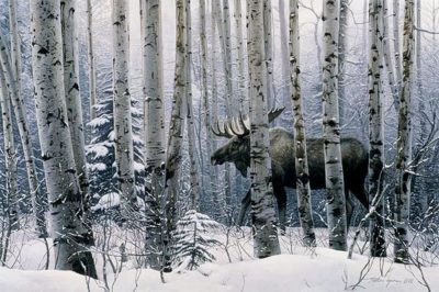 A Walk In The Woods Stephen Lyman