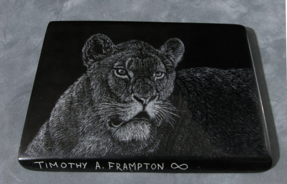 African Lioness