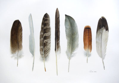 Alberta Birds Feather Collection - Charity Dakin