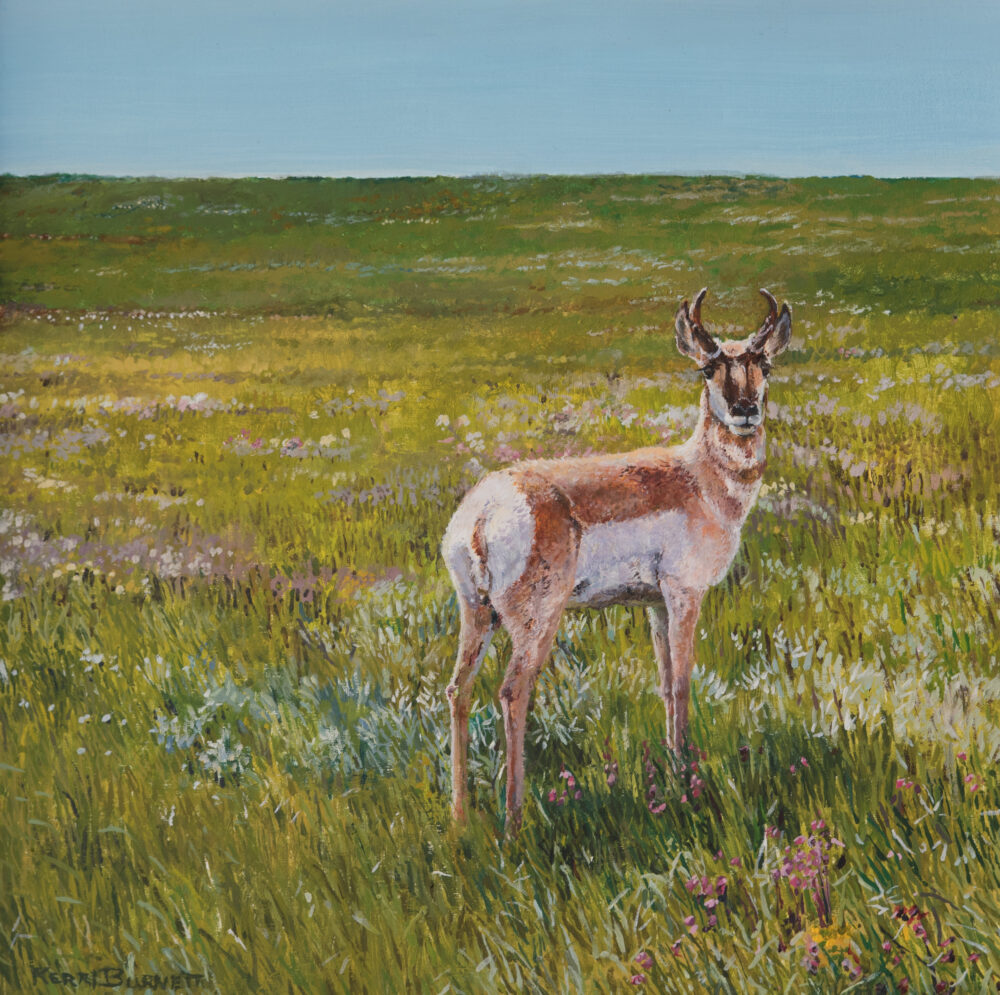 Alberta Pronghon