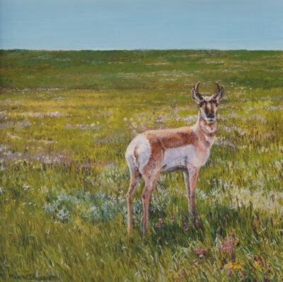 Alberta Pronghon