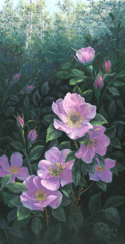 Alberta Wild Rose IV Elsie Baer