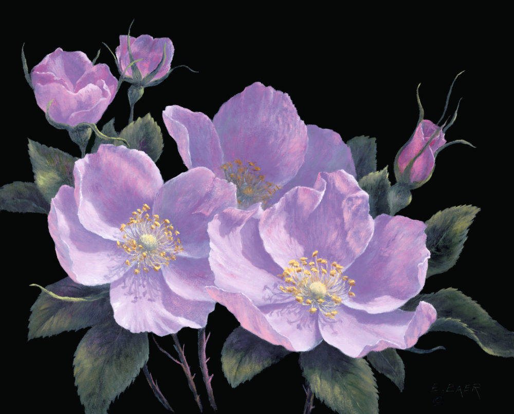 Alberta Wild Rose V