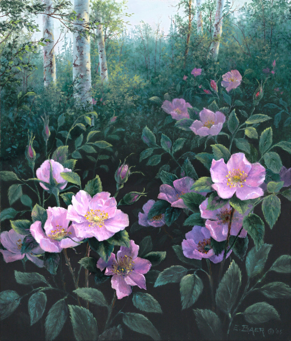 Alberta Wild Rose VI