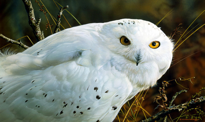Amber Gaze Snowy Owl Carl Brenders