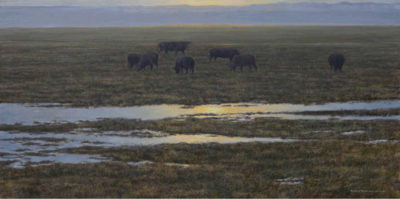 Angus Sunset Robert Bateman