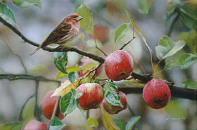 Apple Time Purple Finch Terry Isaac