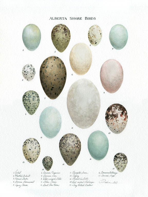 Arctic Birds Egg Collection - Charity Dakin