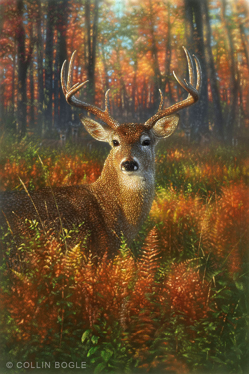 Cropped Autumn Buck