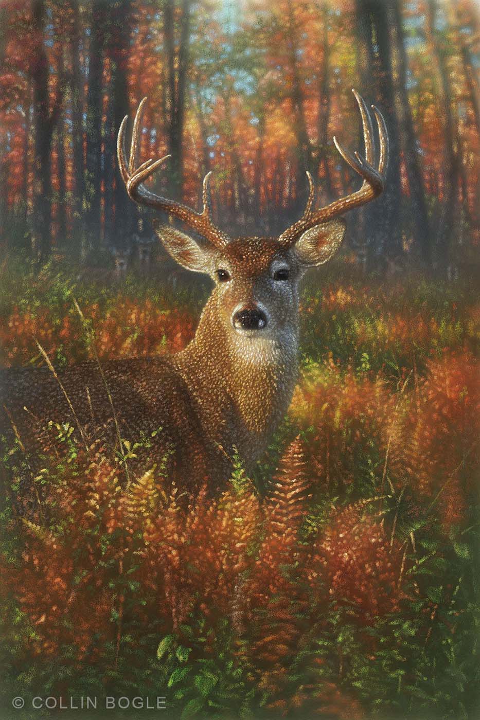 Autumn Buck - Collin Bogle