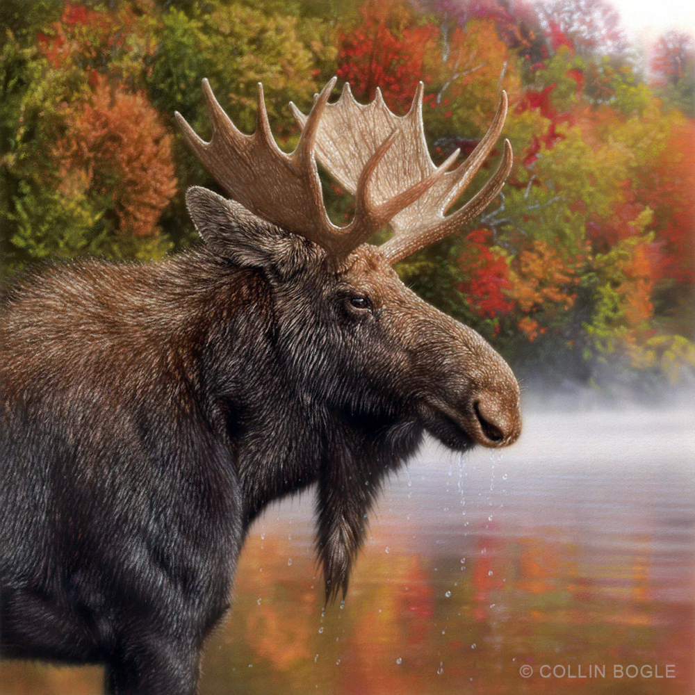 Autumn Moose - Colin Bogle