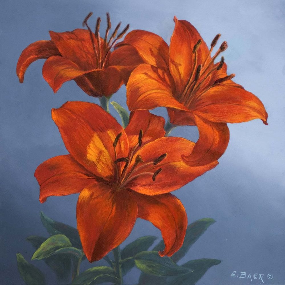 Avignon Lilies - Elsie Baer