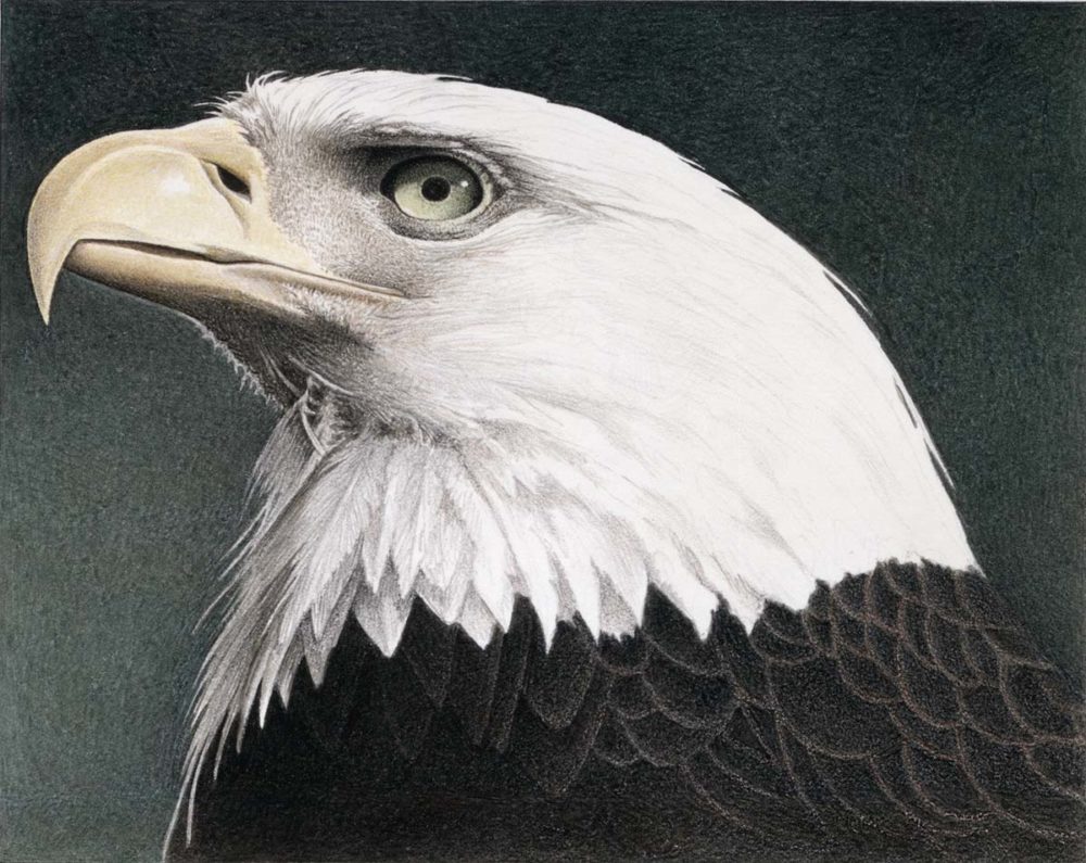 Bald Eagle - Barbara Banthien