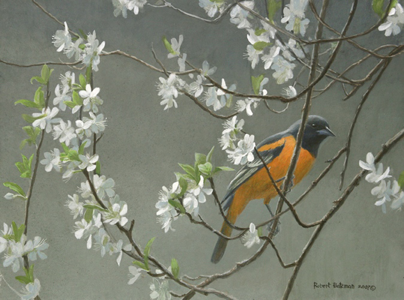 Baltimore Oriole & Plum Blossm - Robert Bateman