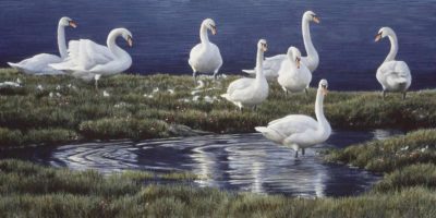 Bank of Swans - Robert Bateman