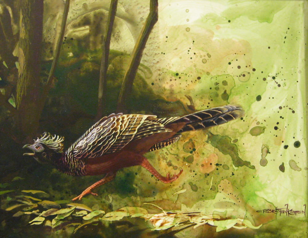 Bare-Faced Curassow Sketch