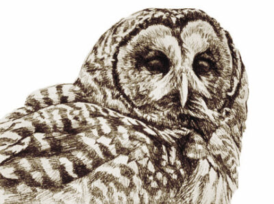 Barred Owl - Sepia - Robert Bateman