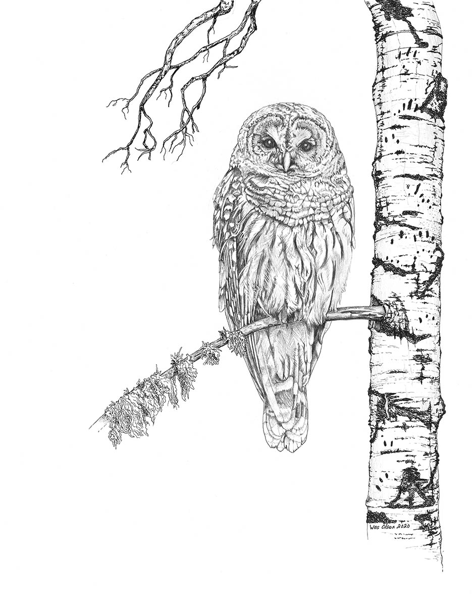 Barred Owl - Wes Olson