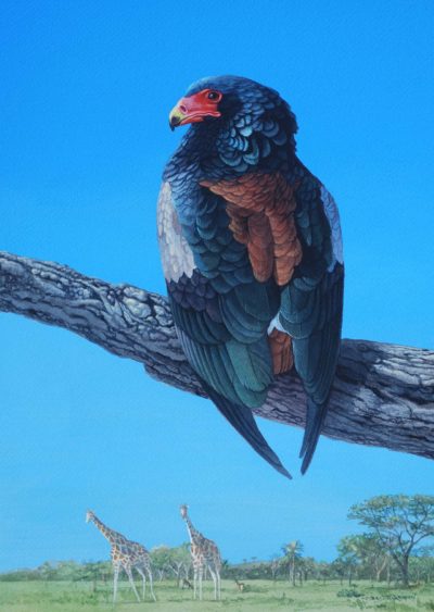 Bateleur Eagle - Carel Brest van Kempen