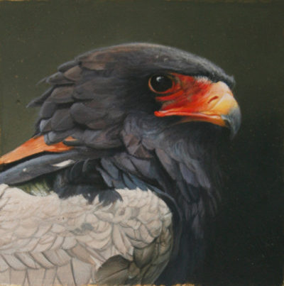 Bateleur Eagle John Mullane