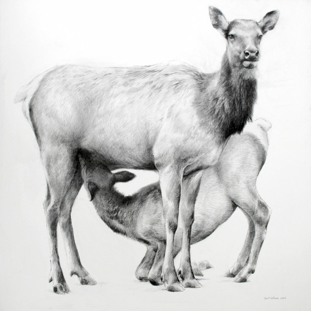 Elk Female and Young
