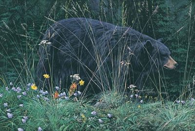 Bear & Blossoms Stephen Lyman