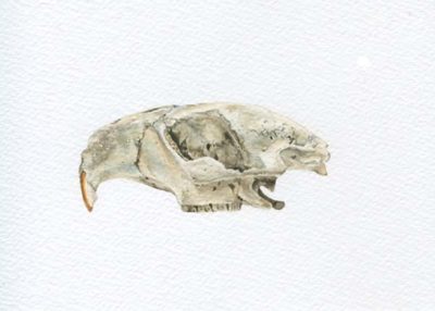 Beaver Skull - Partial - Charity Dakin