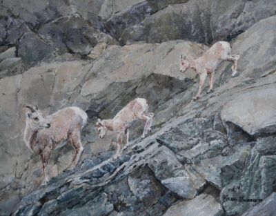 Bighorn Sheep, Watchful Mom Kerri Burnett-0381