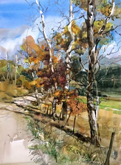 Birches, Road to Lake (Near Merritt) - Nicoletta Baumeister