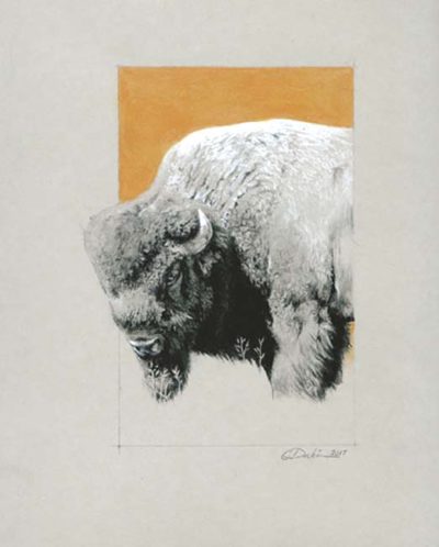 Bison - Charity Dakin