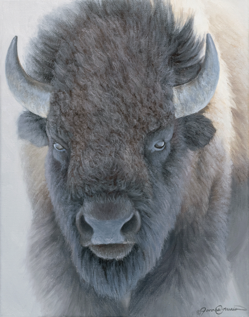 Bison Portrait Study - James Corwin