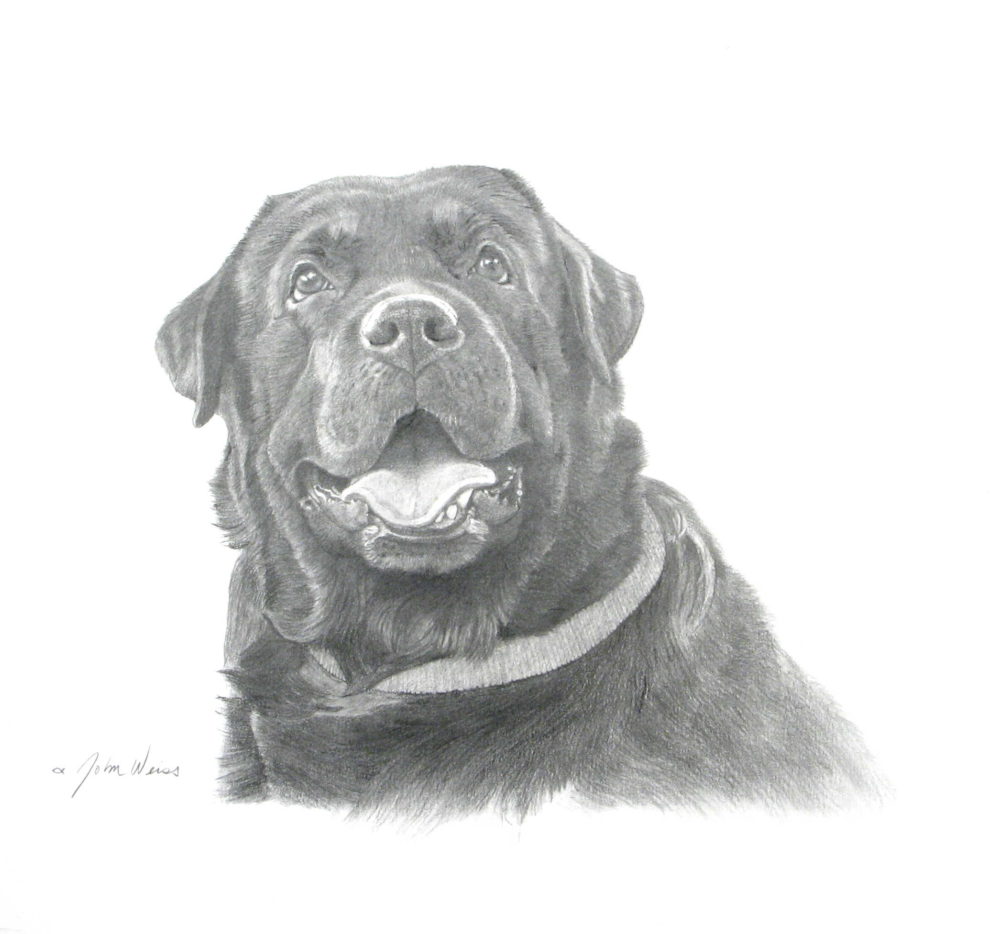 Black Labrador John Weiss