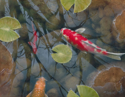 Koi Fish with light reflection