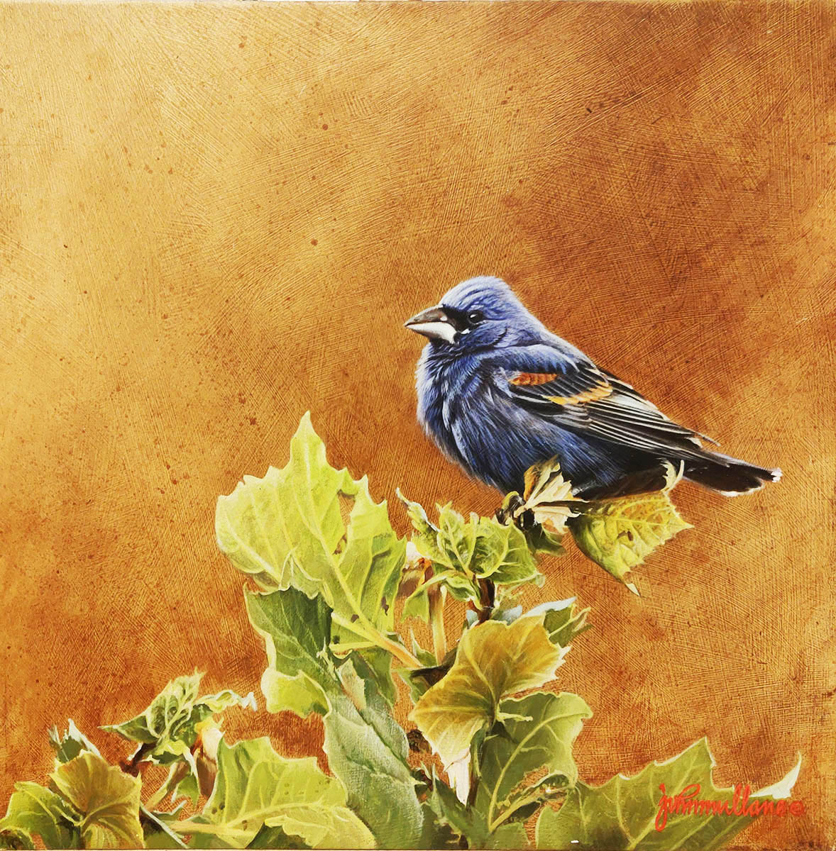 Blue Grosbeak - John Mullane