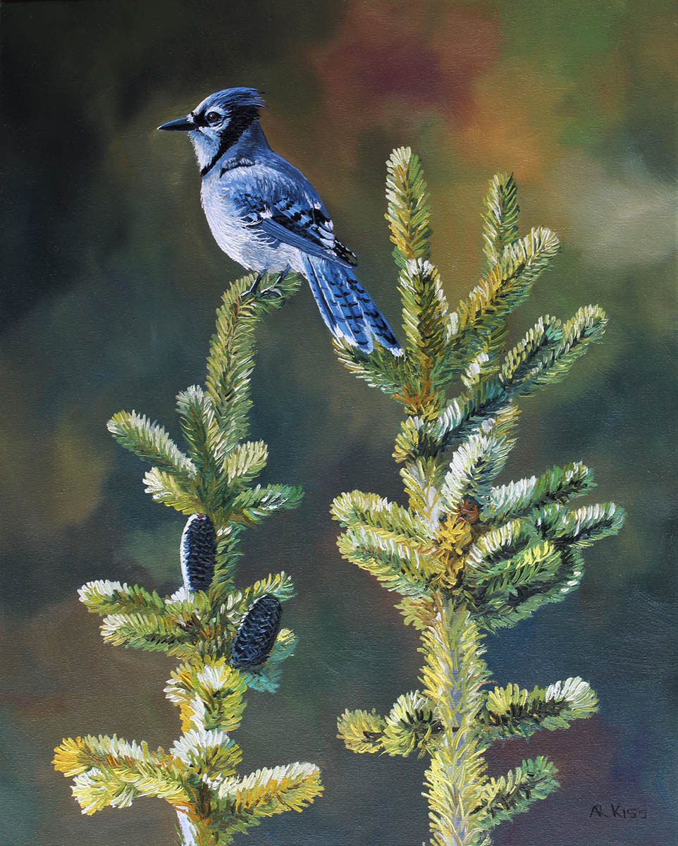 Blue Jay on Balsam - Andrew Kiss