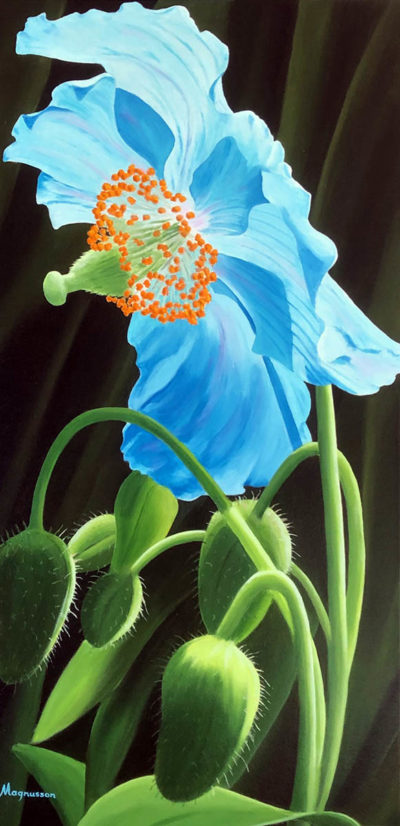 Blue Poppy - Dennis Magnusson