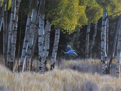 Bluebird in Aspens - Terry Isaac