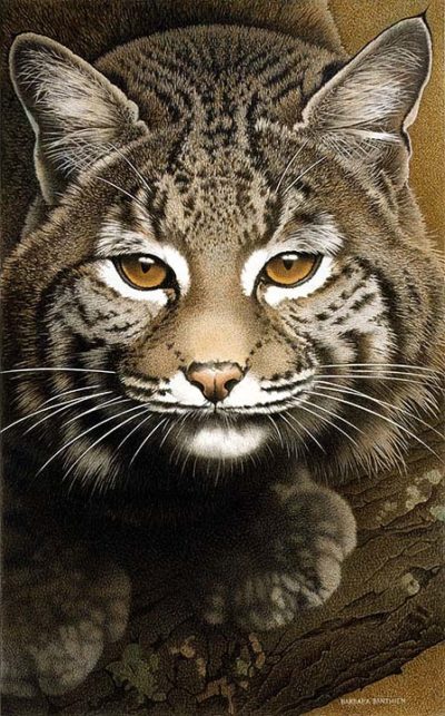 Bobcat - Barbara Banthien