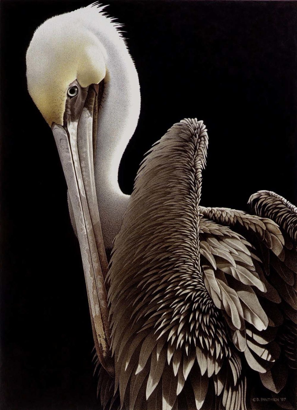 Brown Pelican - Barbara Banthien