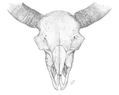 Bull Bison Skull - Wes Olson