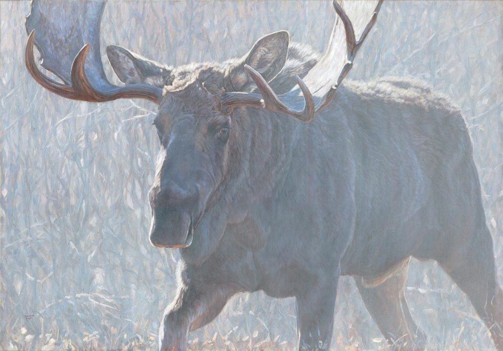 Bull of the Woods