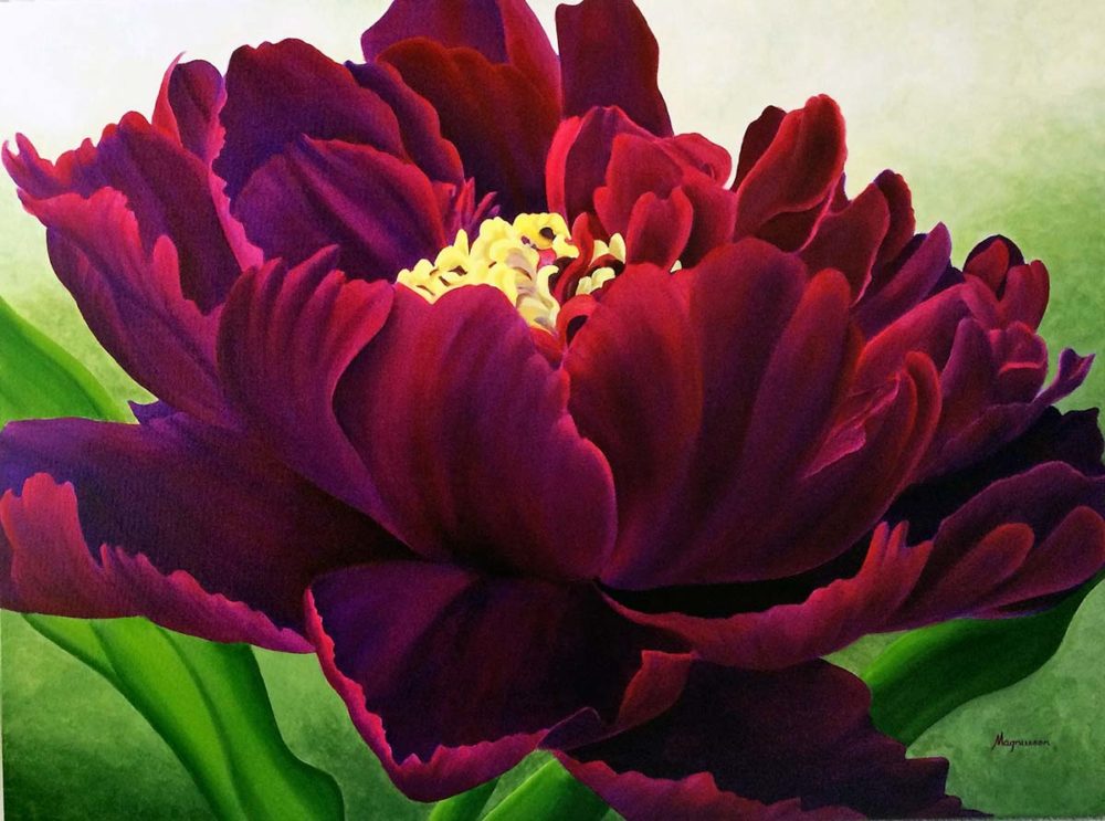 Burgundy Peony - Dennis Magnusson