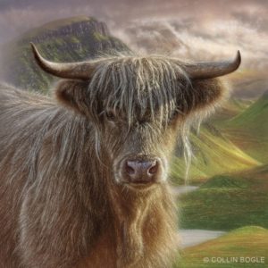 Butterscotch - Highland Cow - Collin Bogle