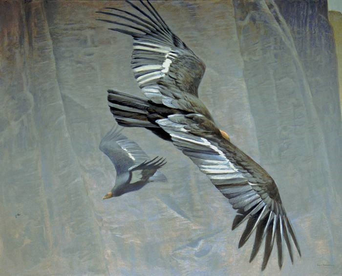 California Condors Robert Bateman