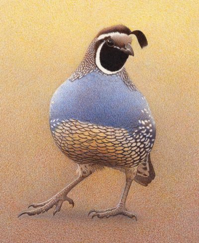 BB California Quail