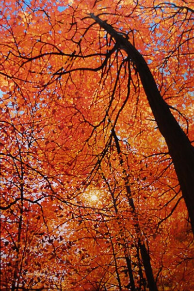 Canopy-of-Gold-Tim-Packer