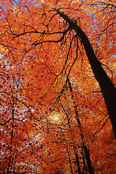 Canopy Of Gold Tim Packer